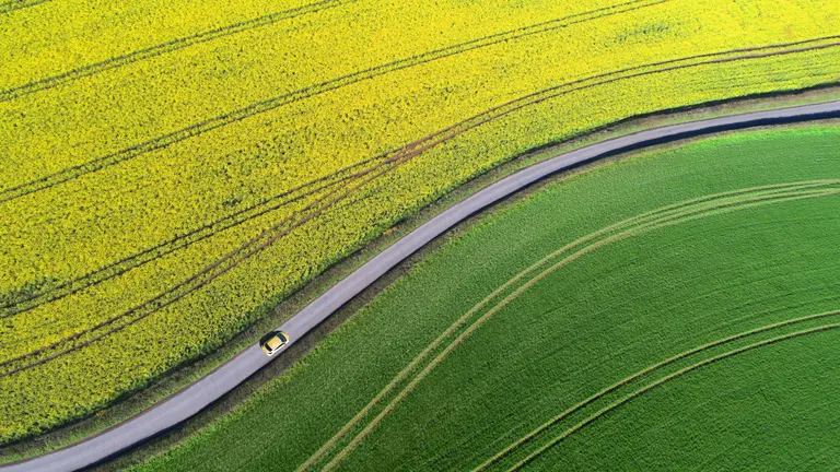 A car driving through the rapefield.
